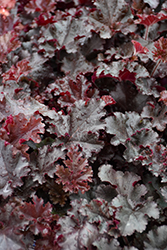 Melting Fire Coral Bells (Heuchera 'Melting Fire') at Canadale Nurseries