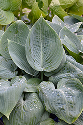 Canadian Blue Hosta (Hosta 'Canadian Blue') at Canadale Nurseries