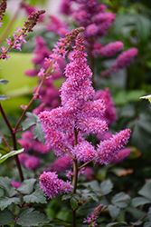 Younique Lilac Astilbe (Astilbe 'Verslilac') at Canadale Nurseries