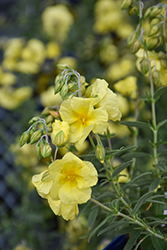 Wisley Primrose Rock Rose (Helianthemum nummularium 'Wisley Primrose') at Canadale Nurseries