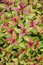 Poprocks Rainbow Fizz Spirea (Spiraea japonica 'Matgold') at Canadale Nurseries