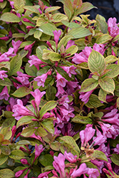 Midnight Sun Reblooming Weigela (Weigela florida 'Verweig9') at Canadale Nurseries