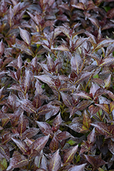 Midnight Wine Shine Weigela (Weigela florida 'SMNWFMS') at Canadale Nurseries