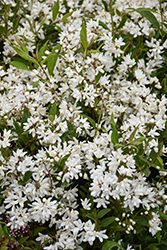 Yuki Snowflake Deutzia (Deutzia 'NCDX1') at Canadale Nurseries