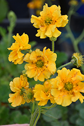 Lady Stratheden Avens (Geum 'Lady Stratheden') at Canadale Nurseries