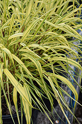 Golden Variegated Hakone Grass (Hakonechloa macra 'Aureola') at Canadale Nurseries