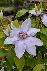 Bernadine Clematis (Clematis 'Evipo061') at Canadale Nurseries