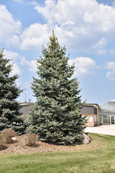 Baby Blue Blue Spruce (Picea pungens 'Baby Blue') at Canadale Nurseries