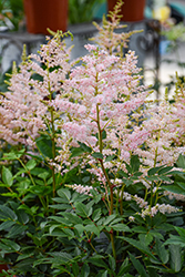 Younique Silvery Pink Astilbe (Astilbe 'Verssilverypink') at Canadale Nurseries