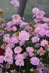 Pink Mist Pincushion Flower (Scabiosa 'Pink Mist') at Canadale Nurseries