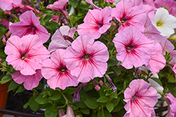 Headliner Pink Vein Petunia (Petunia 'KLEPH14244') at Canadale Nurseries