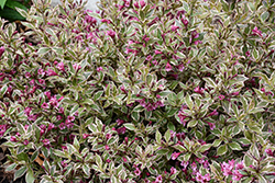 My Monet Purple Effect Weigela (Weigela florida 'Verweig8') at Canadale Nurseries