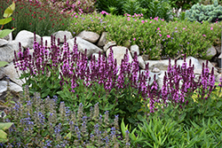 Rose Marvel Meadow Sage (Salvia nemorosa 'Rose Marvel') at Canadale Nurseries