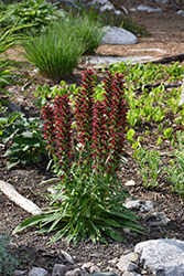 Red Feathers (Echium amoenum) at Canadale Nurseries