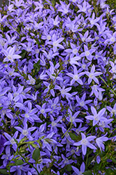 Blue Waterfall Serbian Bellflower (Campanula poscharskyana 'Blue Waterfall') at Canadale Nurseries