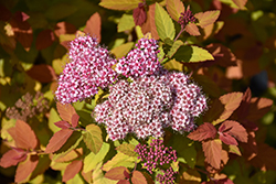 Double Play Big Bang Spirea (Spiraea 'Tracy') at Canadale Nurseries