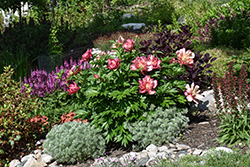 Julia Rose Peony (Paeonia 'Julia Rose') at Canadale Nurseries