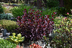 Winecraft Black Smokebush (Cotinus coggygria 'NCCO1') at Canadale Nurseries