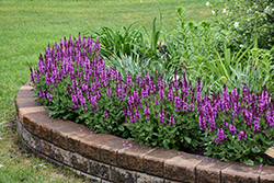 Rose Marvel Meadow Sage (Salvia nemorosa 'Rose Marvel') at Canadale Nurseries
