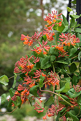 Dropmore Scarlet Trumpet Honeysuckle (Lonicera x brownii 'Dropmore Scarlet') at Canadale Nurseries