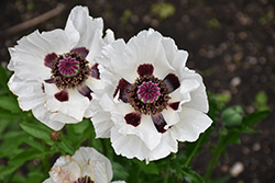 Royal Wedding Poppy (Papaver orientale 'Royal Wedding') at Canadale Nurseries