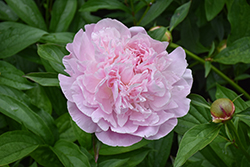 Sarah Bernhardt Peony (Paeonia 'Sarah Bernhardt') at Canadale Nurseries