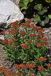 Milly Rock Red Yarrow (Achillea millefolium 'FLORACHRE1') at Canadale Nurseries