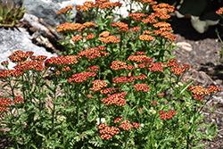 Milly Rock Red Yarrow (Achillea millefolium 'FLORACHRE1') at Canadale Nurseries