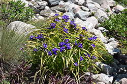 Blue And Gold Spiderwort (Tradescantia x andersoniana 'Blue And Gold') at Canadale Nurseries