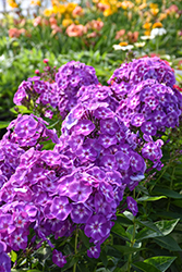 Laura Garden Phlox (Phlox paniculata 'Laura') at Canadale Nurseries