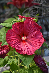 Luna Red Hibiscus (Hibiscus moscheutos 'Luna Red') at Canadale Nurseries