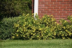 Goldfinger Potentilla (Potentilla fruticosa 'Goldfinger') at Canadale Nurseries
