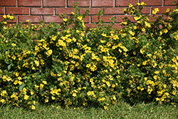 Gold Star Potentilla (Potentilla fruticosa 'Gold Star') at Canadale Nurseries