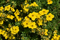 Gold Star Potentilla (Potentilla fruticosa 'Gold Star') at Canadale Nurseries