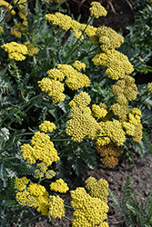 Moonshine Yarrow (Achillea 'Moonshine') at Canadale Nurseries
