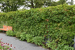 Englemann Ivy (Parthenocissus quinquefolia 'var. englemannii') at Canadale Nurseries