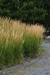 Karl Foerster Reed Grass (Calamagrostis x acutiflora 'Karl Foerster') at Canadale Nurseries