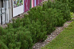 Dwarf Mugo Pine (Pinus mugo var. pumilio) at Canadale Nurseries
