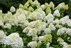 Limelight Prime Hydrangea (Hydrangea paniculata 'SMNHPPH') at Canadale Nurseries