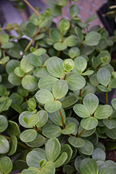 Hope Peperomia (Peperomia 'Hope') at Canadale Nurseries