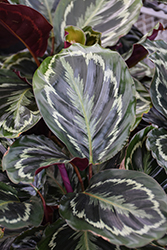 Medallion Rose Painted Calathea (Calathea roseopicta 'Medallion') at Canadale Nurseries