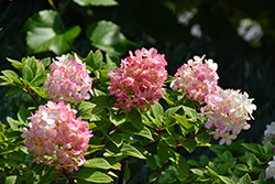 Little Lime Punch Hydrangea (Hydrangea paniculata 'SMNHPH') at Canadale Nurseries