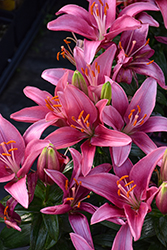 Lily Looks Tiny Pearl Lily (Lilium 'Tiny Pearl') at Canadale Nurseries