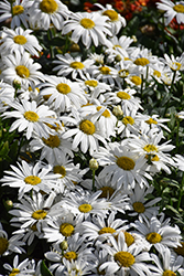 Sweet Daisy Birdy Shasta Daisy (Leucanthemum x superbum 'Birdy') at Canadale Nurseries